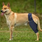 Dog Knee Support Recovery Sleeve Neoprene OEM Orthopedic Dog Knee Brace for ACL Back Front Leg(JD002DC) - Image 2